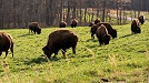 Land Between The Lakes Bison